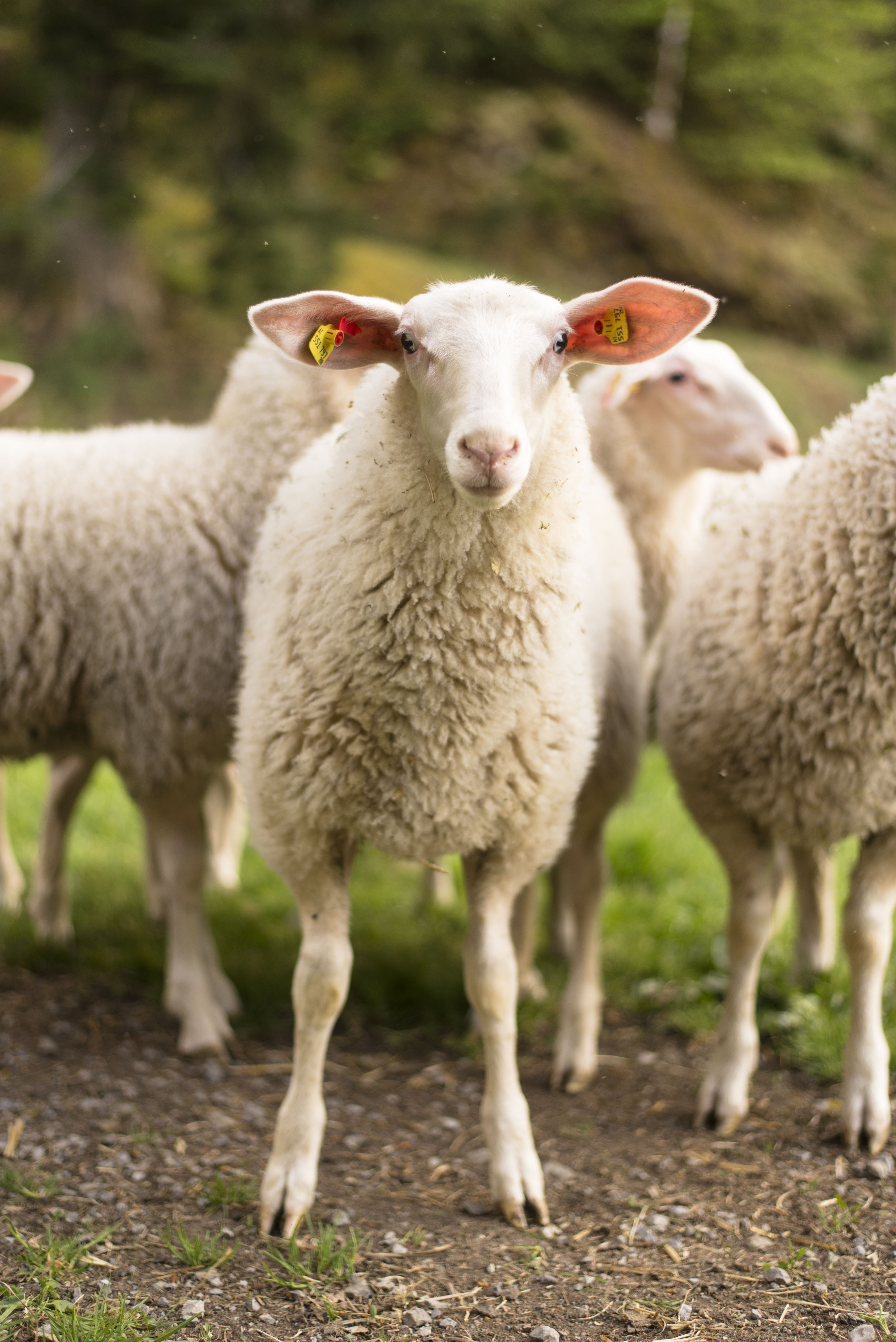 Lämmer Schnepfegg13